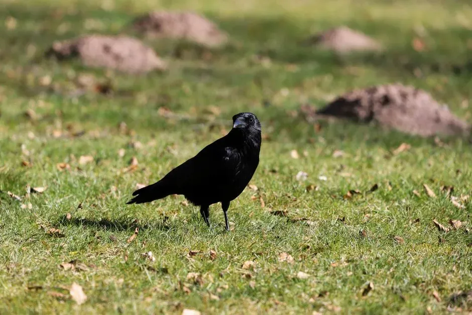 How to Respond When a Crow Won’t Leave You Alone (Image Credits: Pexels)
