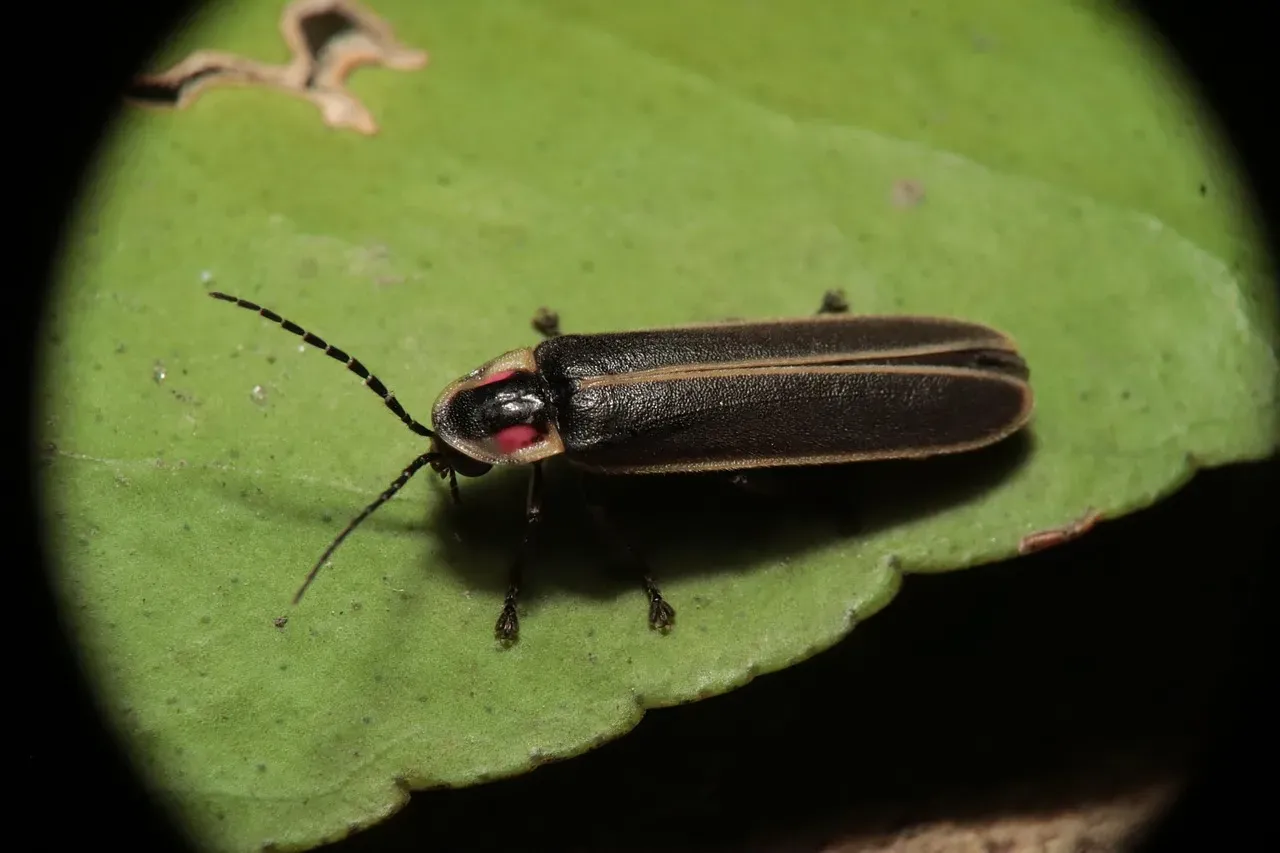 4. Not All Fireflies Flash the Way You Expect (Image Credits: Pixabay)