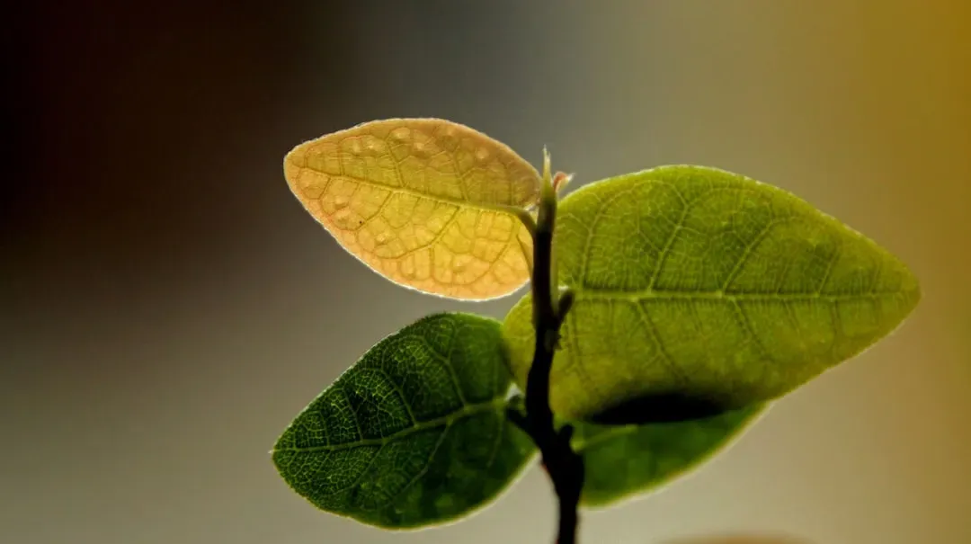 #10 - Pale, Distorted New Growth With Stunted Roots (Image Credits: Unsplash)