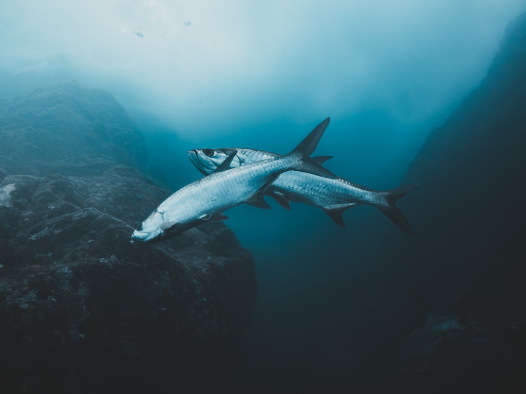 The Unexpected Discovery: When Marine Biology Met Meteorology (Image Credits: Unsplash)