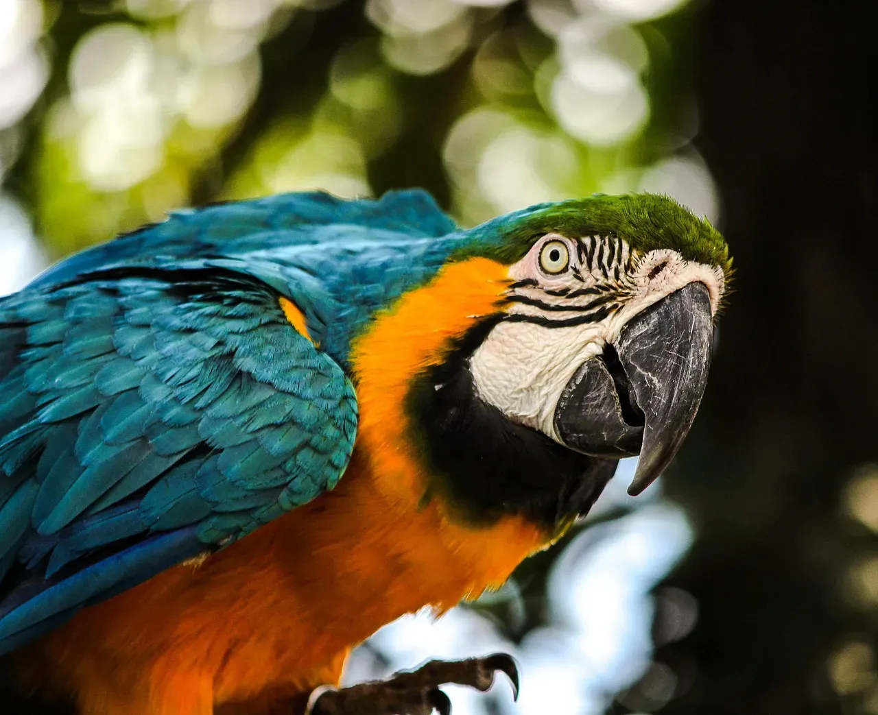 Blue and Gold Macaw: The Big-Hearted, Big-Mouthed Brainiac (Image Credits: Pixabay)