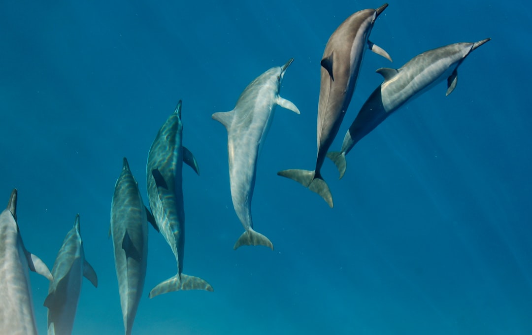 Dolphins: The Electric Mammal (Image Credits: Unsplash)