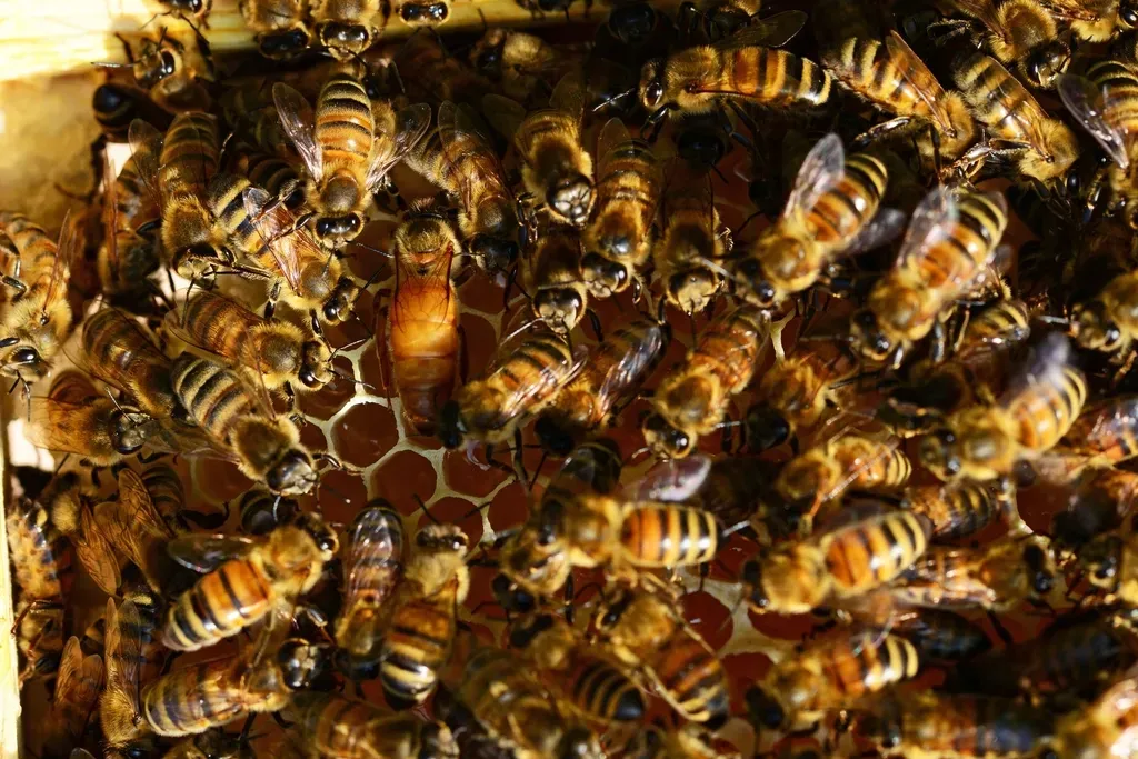 How the Whole Hive’s “Mind” Reorganizes Itself (Image Credits: Rawpixel)