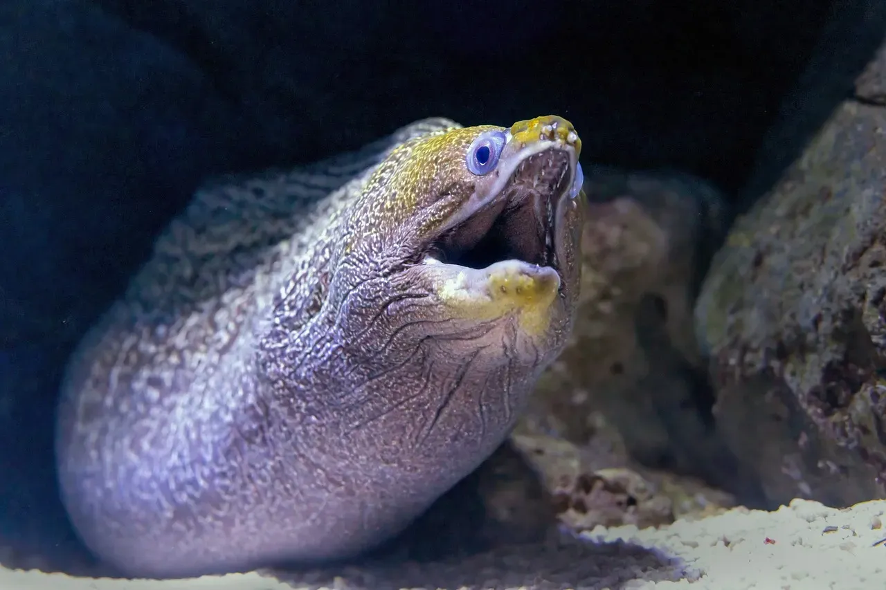Virgo – The Reef Moray Eel (Image Credits: Pixabay)