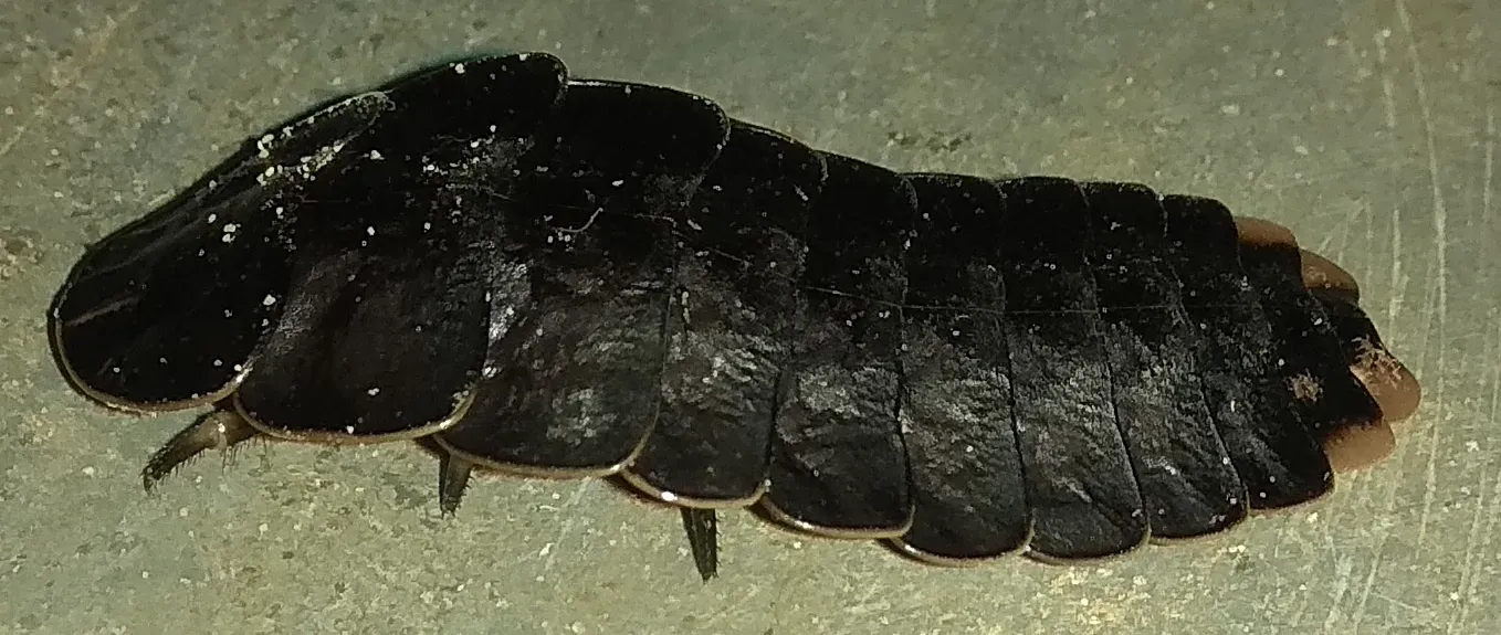 How You Can Help Protect the Dark Ocean (Image Credits: Wikimedia)