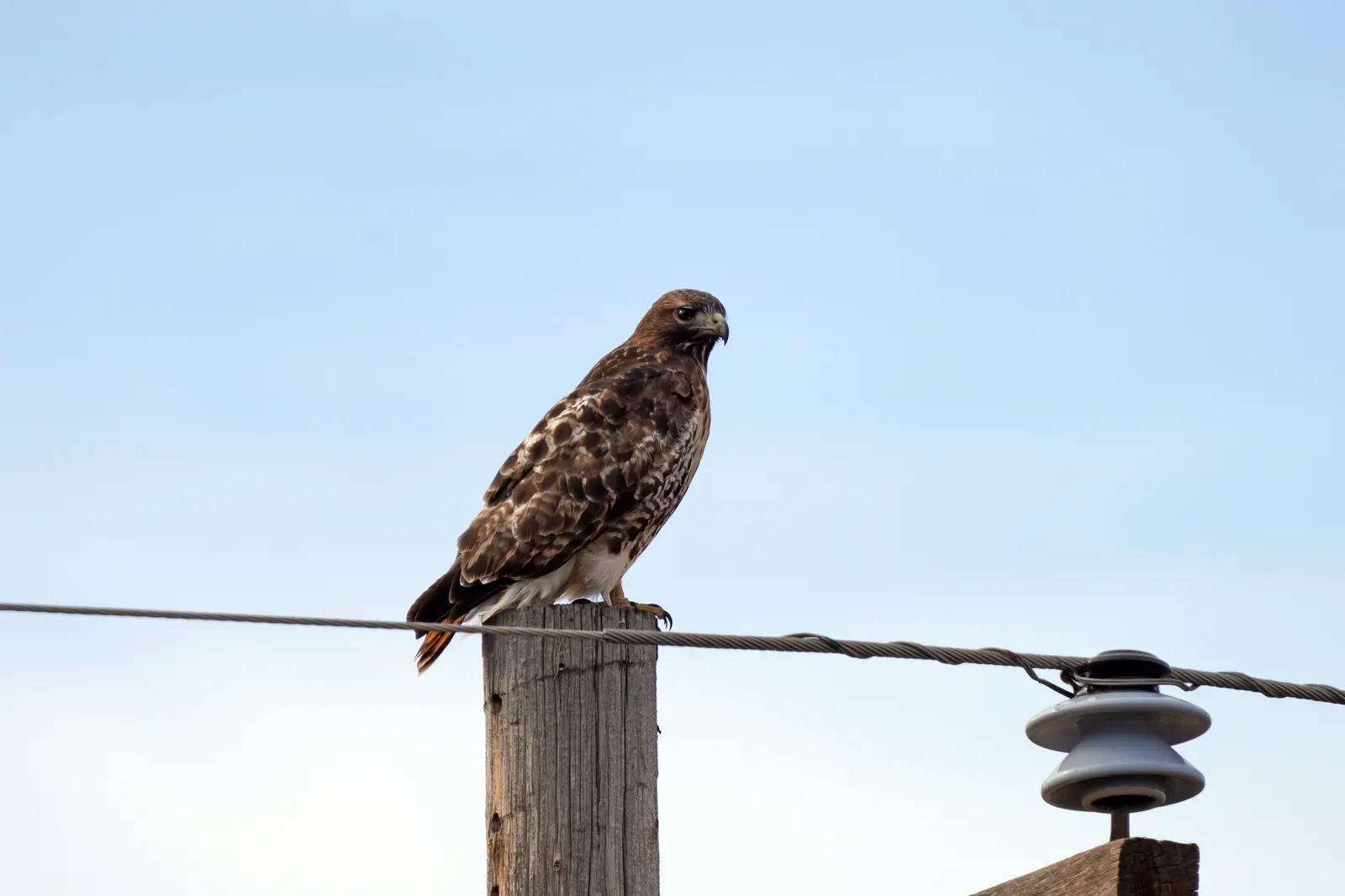 Seasonal Shifts: What Changes When It’s Nesting, Migrating, or Winter (Red-tailed hawk, Public domain)