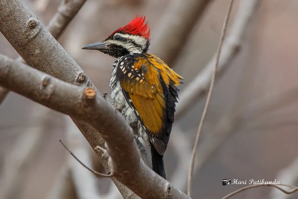 6. They Aim Their Beaks with Surgical Precision to Avoid Injury (Hari K Patibanda, Flickr, CC BY 2.0)