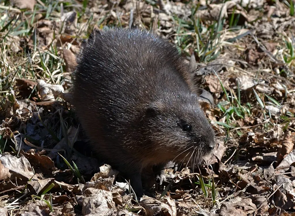 The Mammal Uprising: Were We The Tiny Villains? (Image Credits: Flickr)