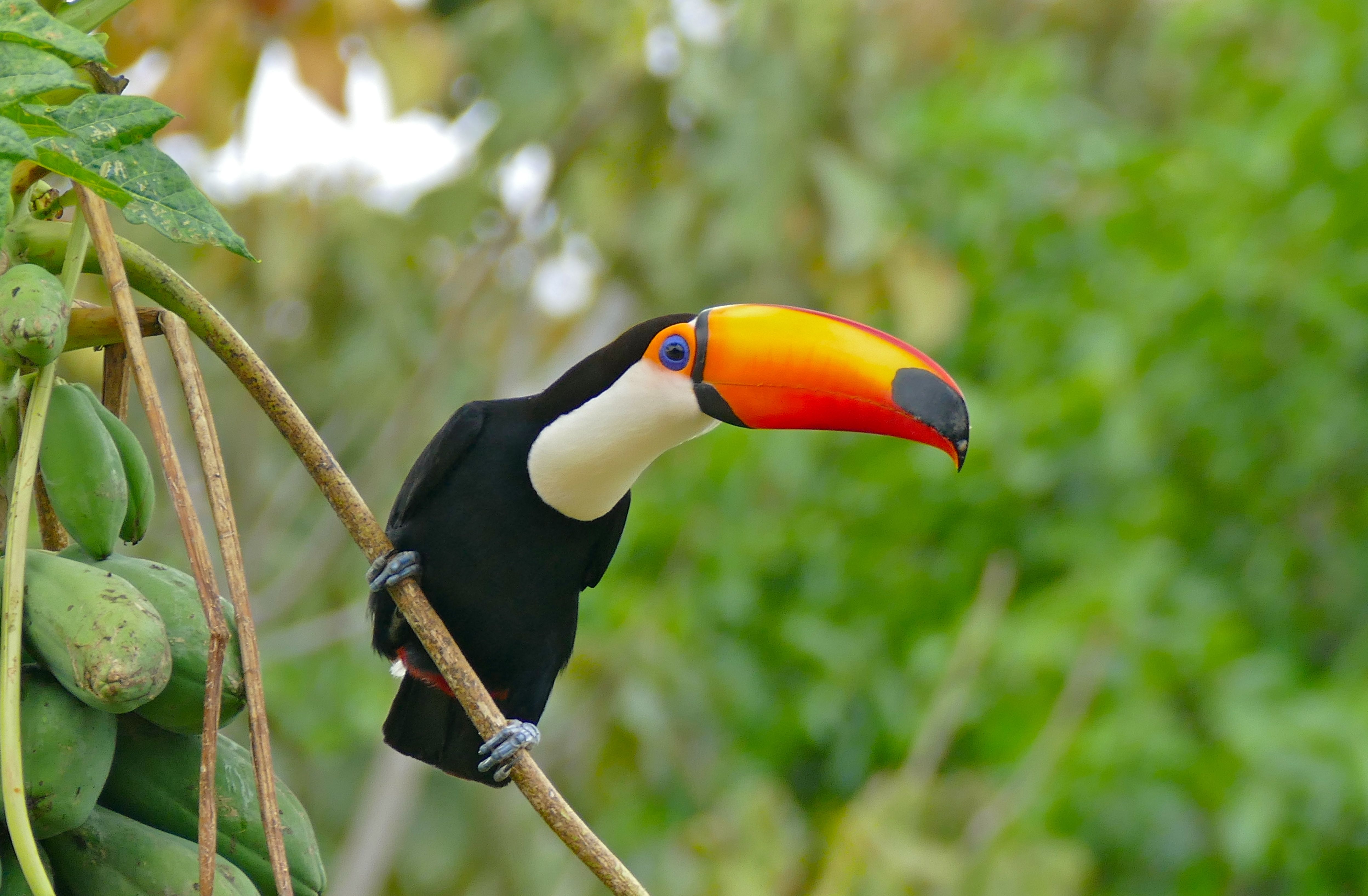 Sagittarius: The Adventurous Toucan (Image Credits: Wikimedia)