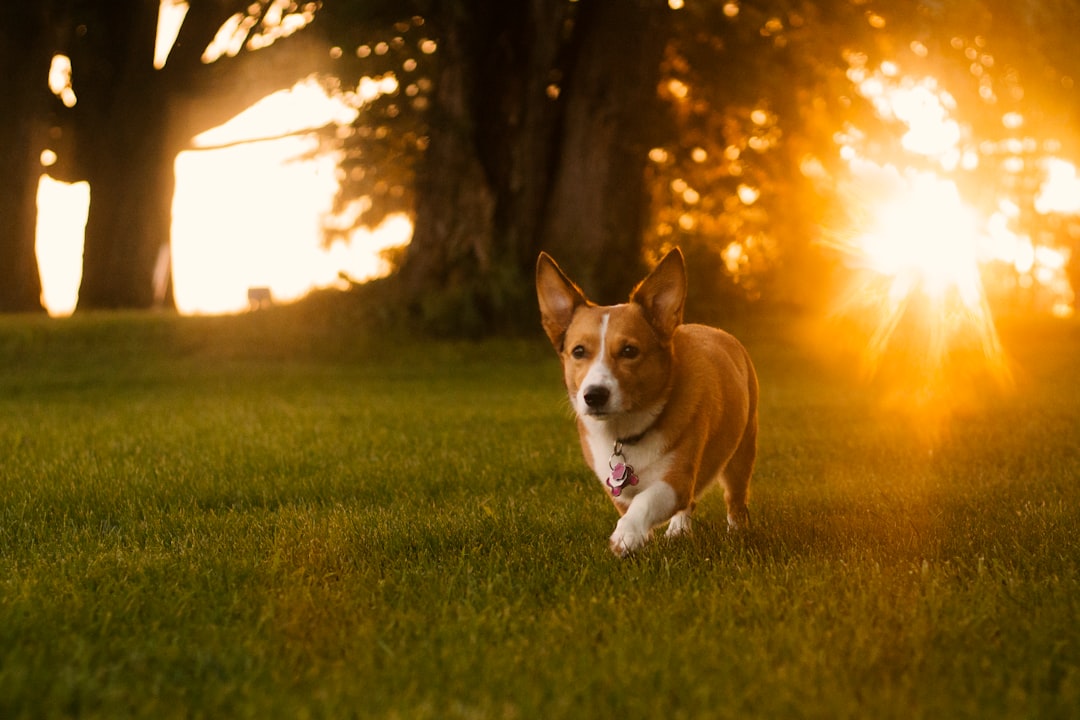 Fire Signs, Full Throttle (Image Credits: Unsplash)