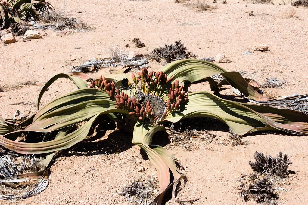 Welwitschia Lives Over 1,000 Years with Two Leaves (Image Credits: Flickr)