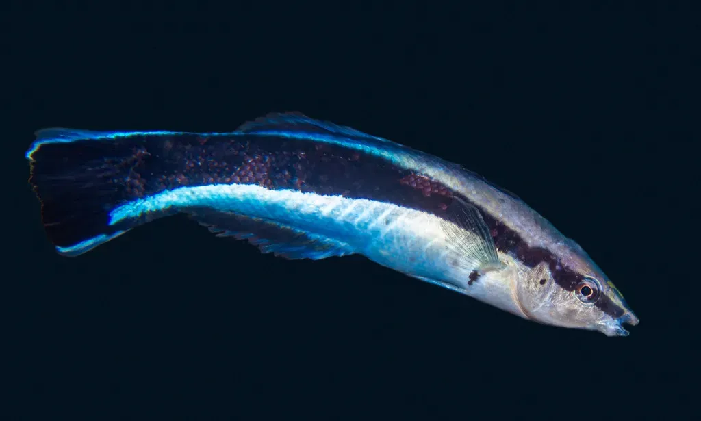#9 – Cleaner Wrasse: Tiny Fish That May Recognize Themselves (portioid, Flickr, CC BY-SA 2.0)
