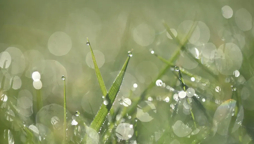 #3 - Dew Point and Air Temperature Start Converging (conall.., Flickr, CC BY 2.0)