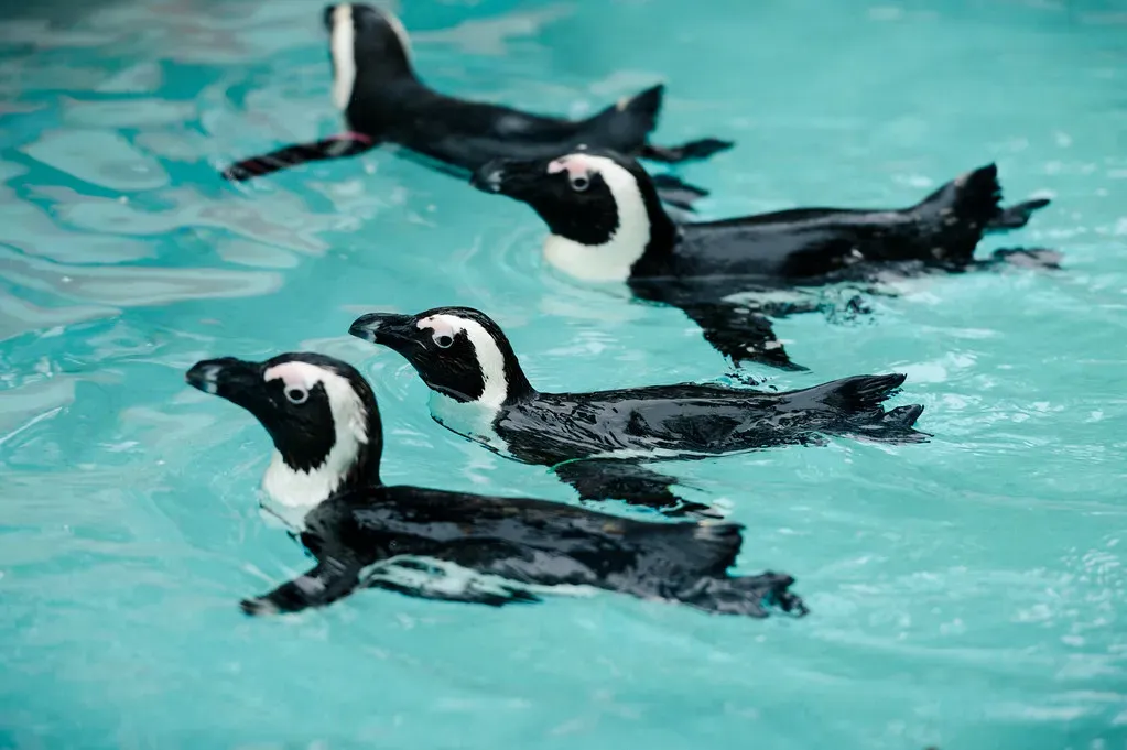 8. Penguins: Streamlined Swimmers in Tuxedos (Eric Kilby, Flickr, CC BY-SA 2.0)
