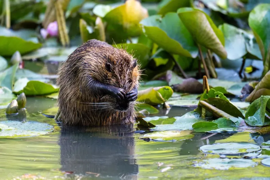 5. Creating Complex Wetland Habitats for Wildlife Booms (Image Credits: Pexels)