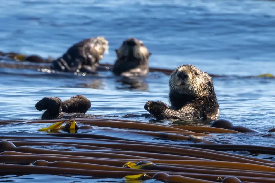 Sea Otters: The Comeback Engineers of Kelp Forests (Image Credits: Pexels)