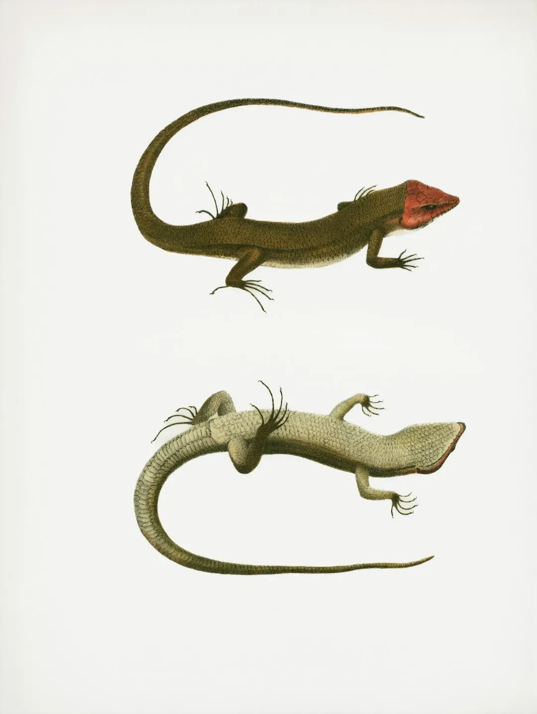 How a Law of Physics Touches Animal Longevity (Image Credits: Unsplash)