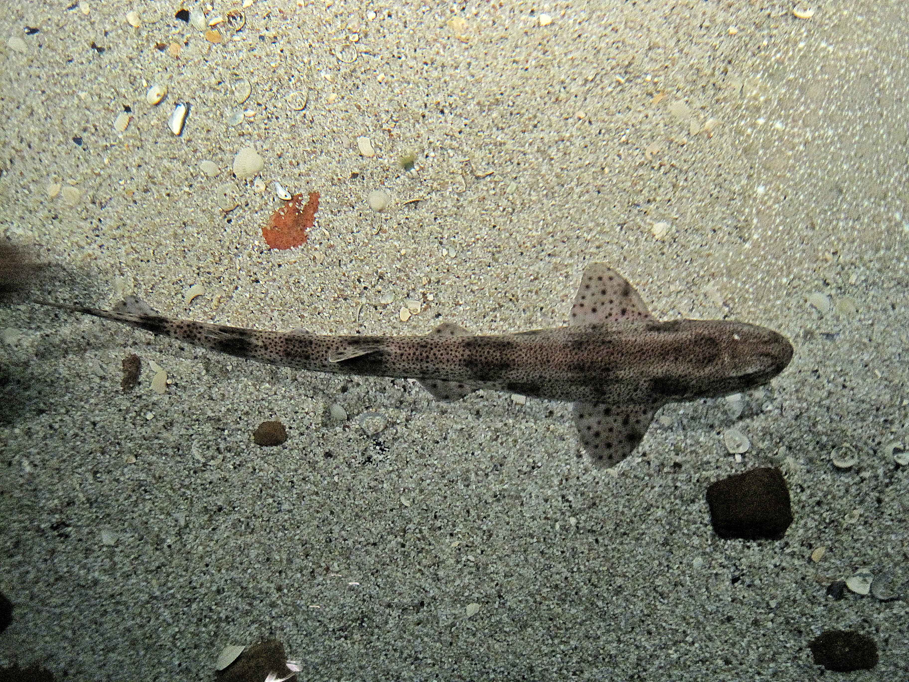 The Nurturing Catshark : Cancer's Protective Instincts (Image Credits: By Bj.schoenmakers, CC0, https://commons.wikimedia.org/w/index.php?curid=31960660)