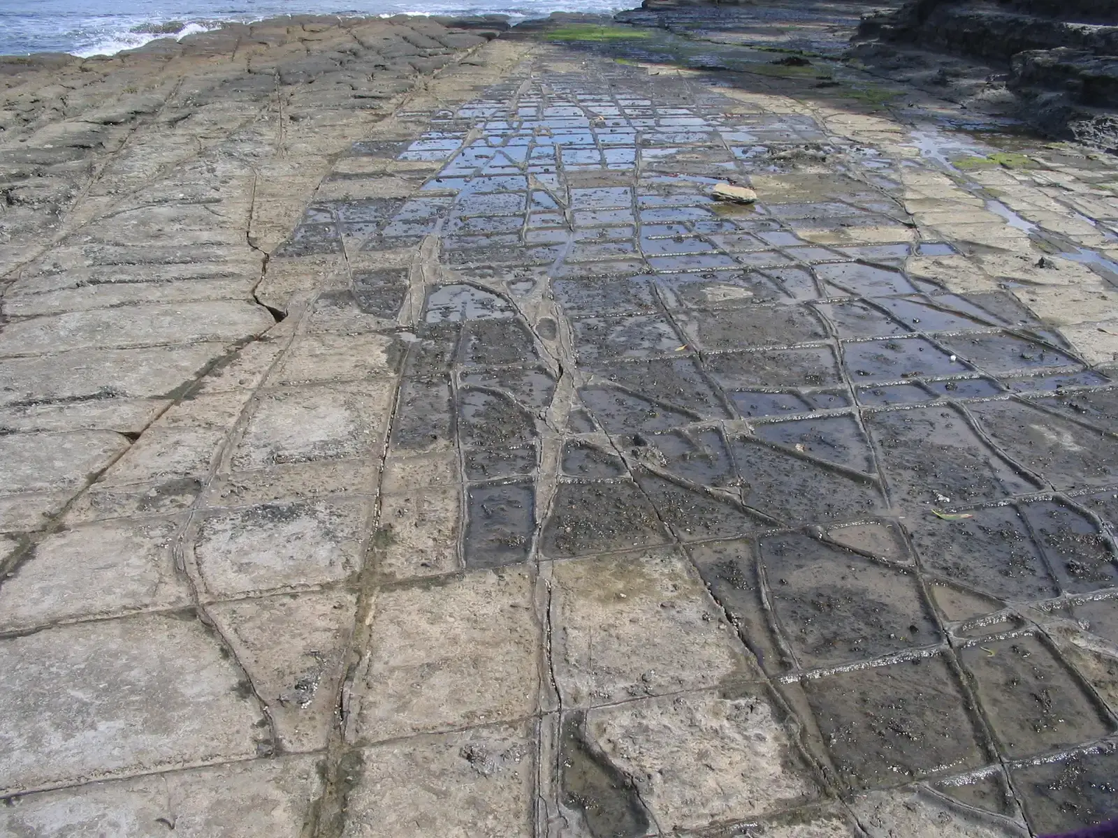 8. Tessellated Pavements: Shorelines That Mimic Stone Floors (By Felix Andrews (Floybix), CC BY-SA 3.0)