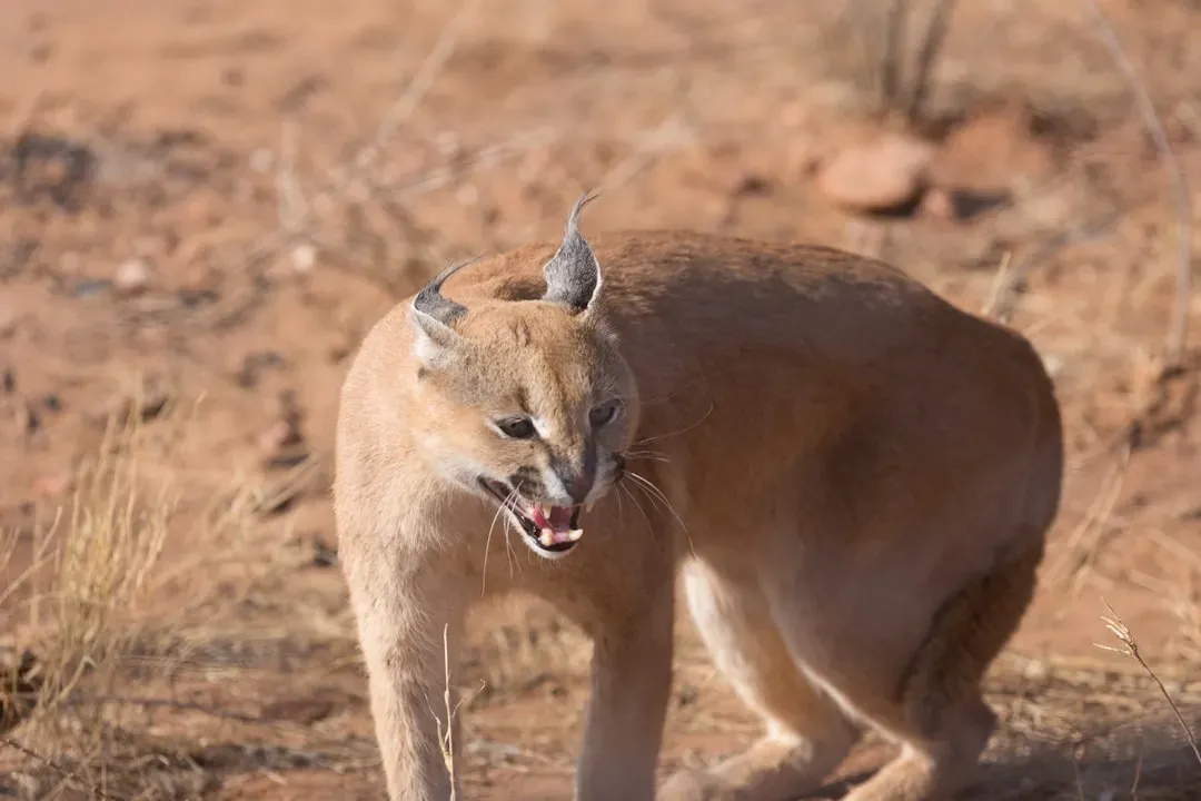 Virgo – The Caracal’s Precise Focus (Image Credits: Unsplash)
