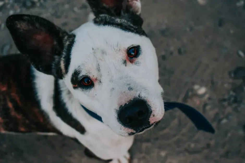 Mixed-Breed Rescue: The Unexpected Panic Detection Pro (Image Credits: Pexels)