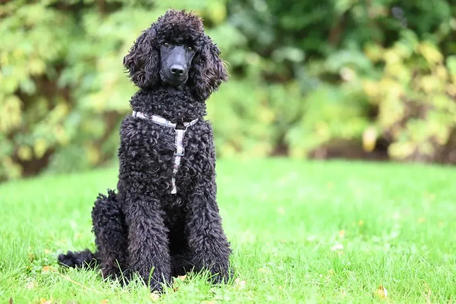 Virgo (August 23 – September 22): Standard Poodle – The Sensitive Perfectionist (Image Credits: Pexels)