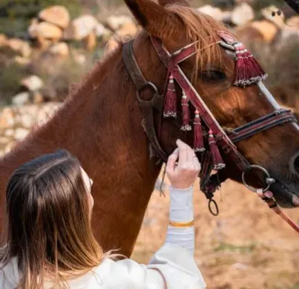 Rethinking “Mind Reading”: What Horses Are Really Showing You (Image Credits: Pexels)