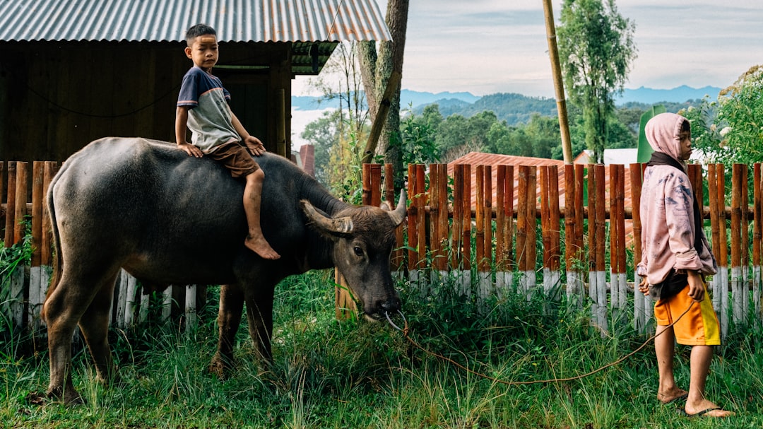 Kouprey: Cambodia's Vanishing Wild Ox (Image Credits: Unsplash)
