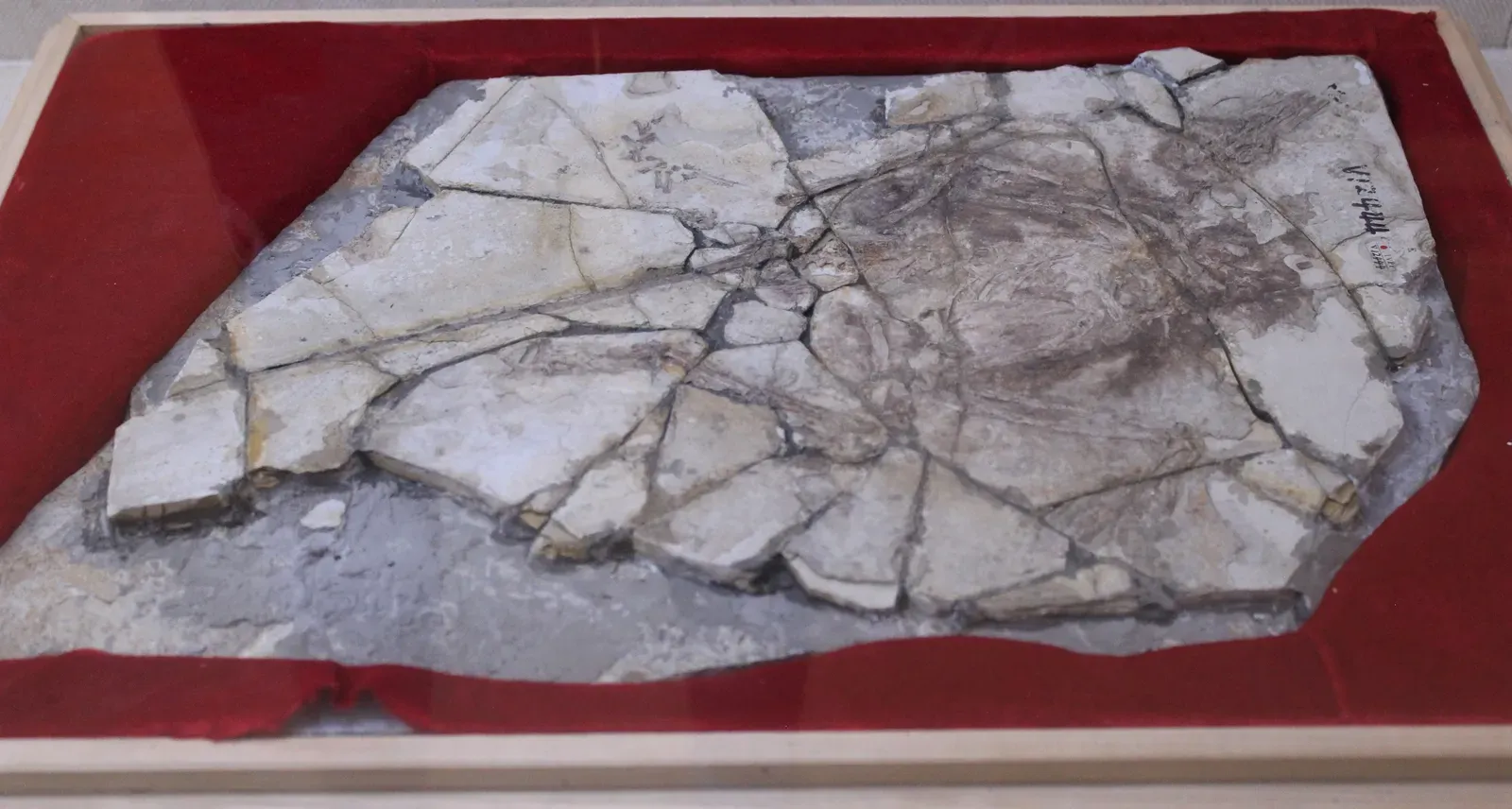 The Archaeoraptor Fossil: A Frankenstein Dinosaur from China (Image Credits: Wikimedia)