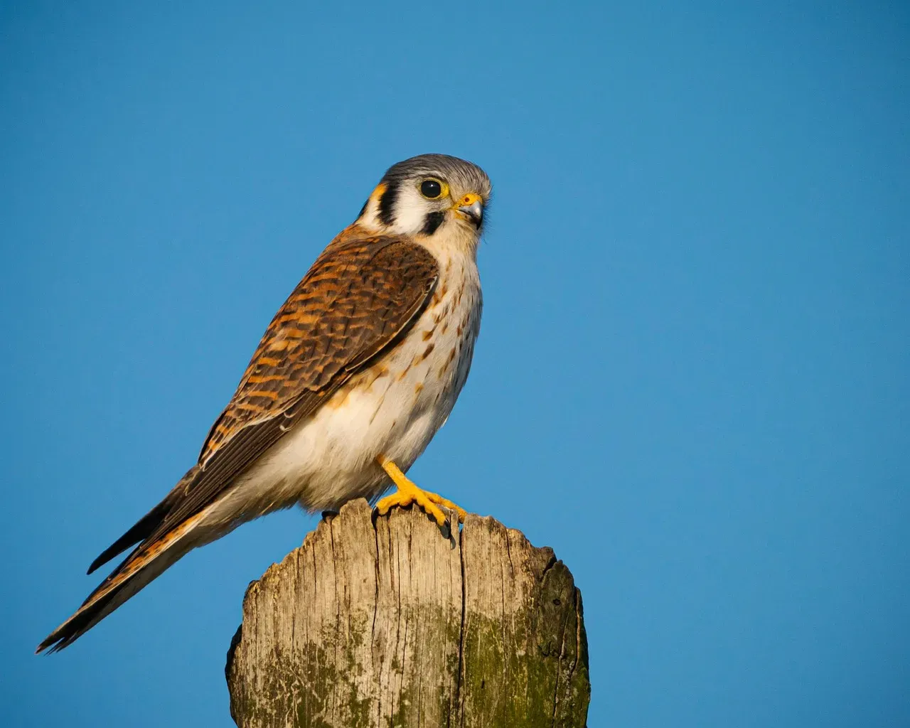 Gemini – The American Kestrel (Image Credits: Pixabay)