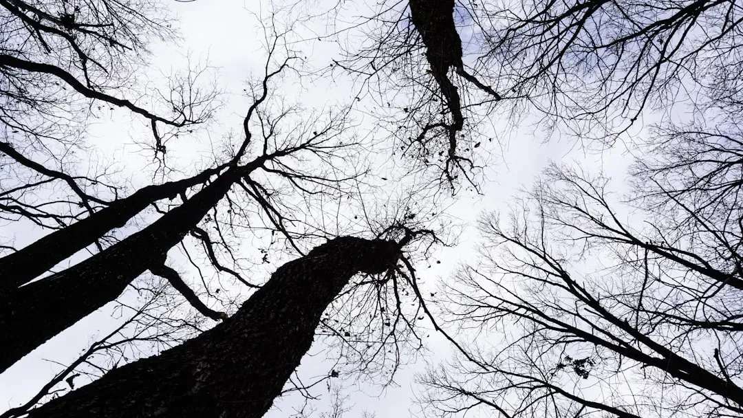 Fractals in Trees and Branching Systems (Image Credits: Unsplash)