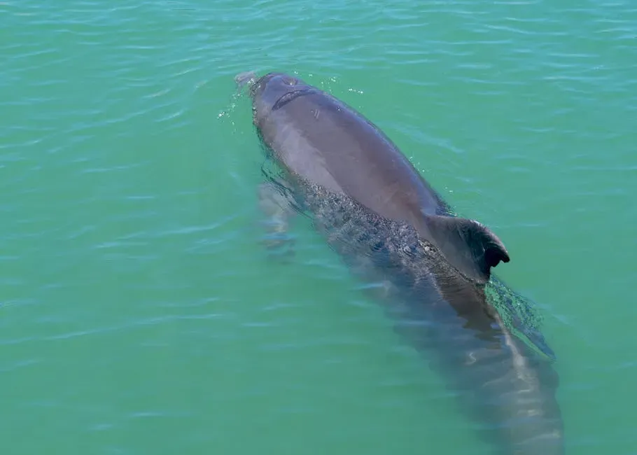 Vaquita – The Ghost Porpoise of the Gulf of California (Image Credits: Pexels)