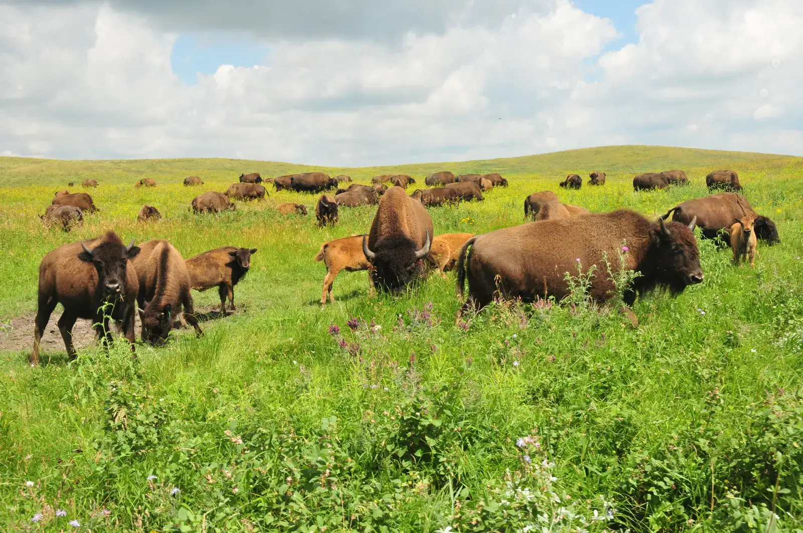 3. You’re Not Just Saving a Species – You’re Rebuilding an Entire Grassland Engine (Bison on Ordway Prairie 2, Public domain)