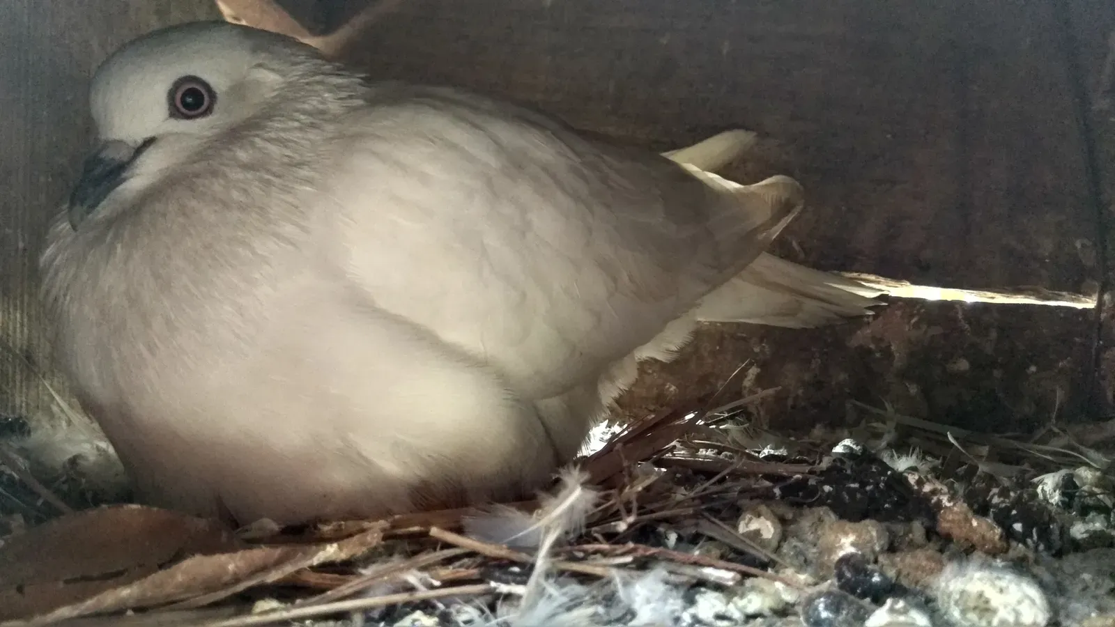 13. A Bird Once Exposed a Major Military Secret (By শাহাদাত সায়েম, CC BY-SA 4.0)