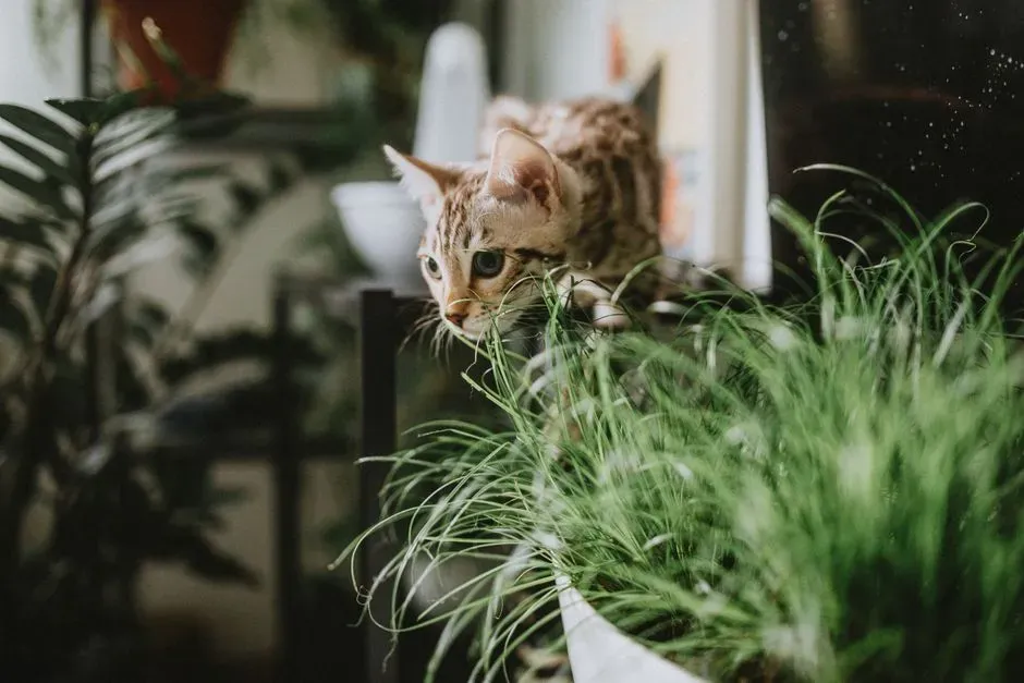 Creating a Truly Cat-Safe Jungle: Safer Alternatives and Smart Placement (Image Credits: Pexels)