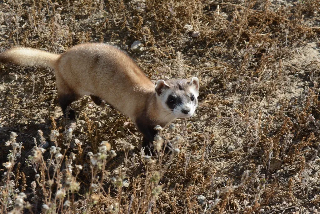 Conclusion: The Wild Is Still Worth Fighting For (USFWS Mountain Prairie, Flickr, CC BY 2.0)