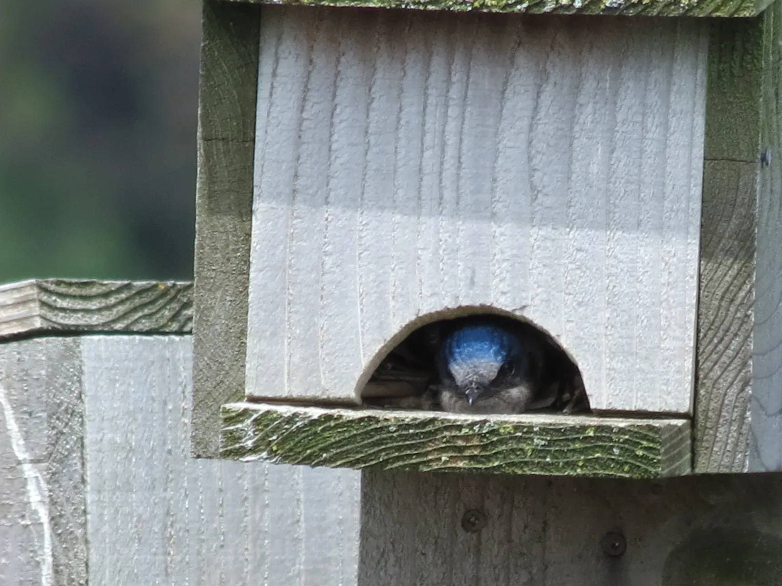 11. Good Housing Turns You Into a Citizen Scientist, Whether You Planned It or Not (By Ursus sapien, CC BY-SA 4.0)