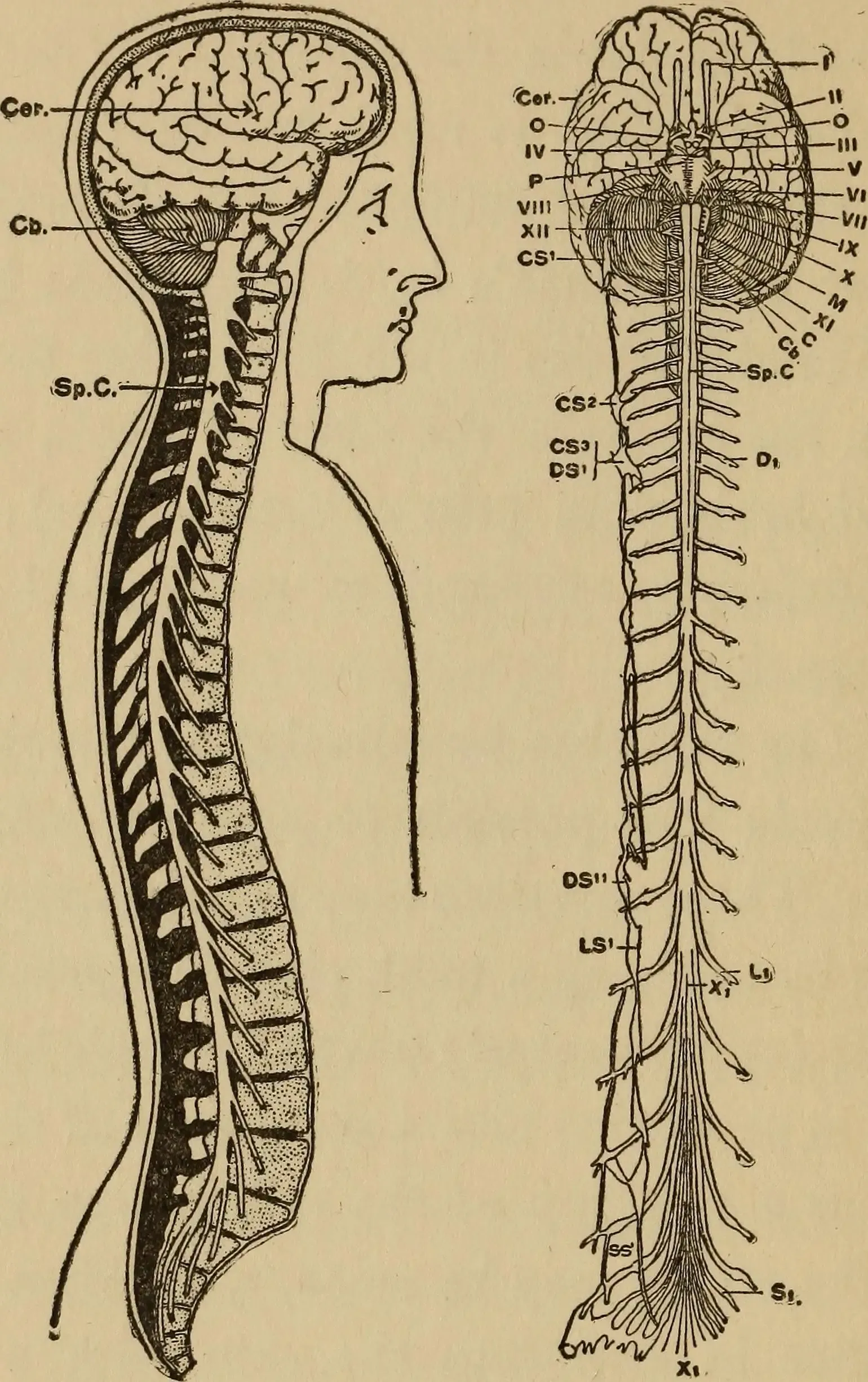 The First Spark: How Pain Starts in the Body (Image Credits: Wikimedia)