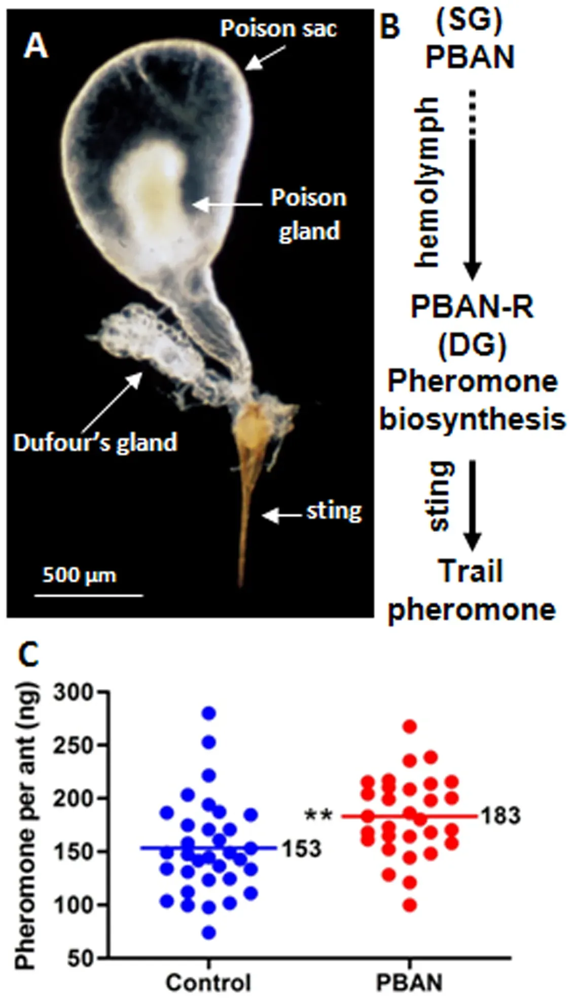 Chemical Conversations: Invisible Scent Trails, Territories, and Alarms (Image Credits: Wikimedia)