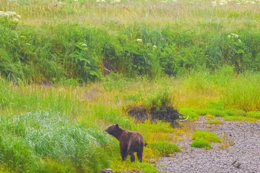 Grizzly Bears: Living Between Seasons That No Longer Make Sense (Image Credits: Unsplash)