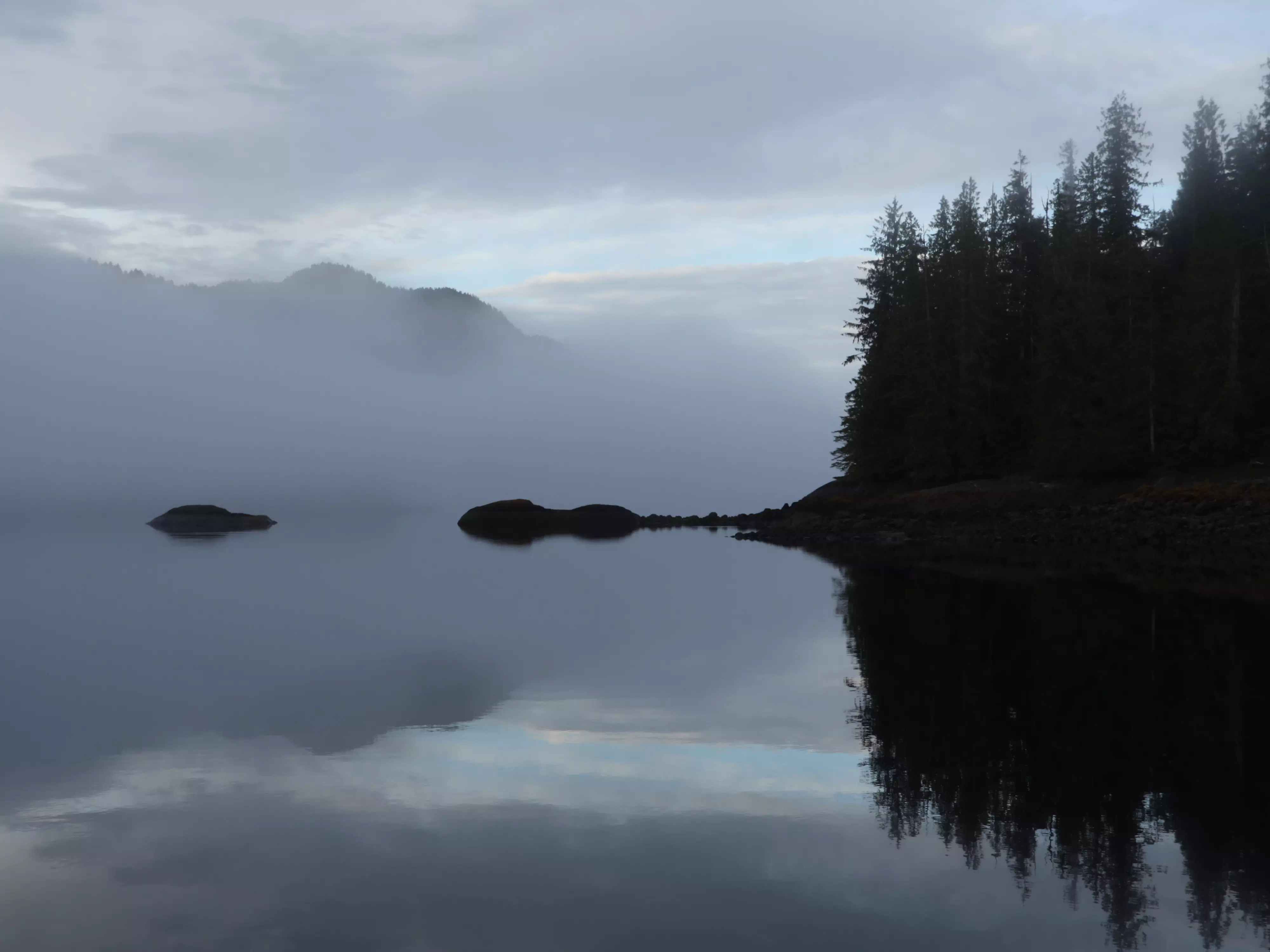 Pacific Northwest Coastal Temperate Rainforests - Washington and Oregon (Image Credits: Wikimedia)