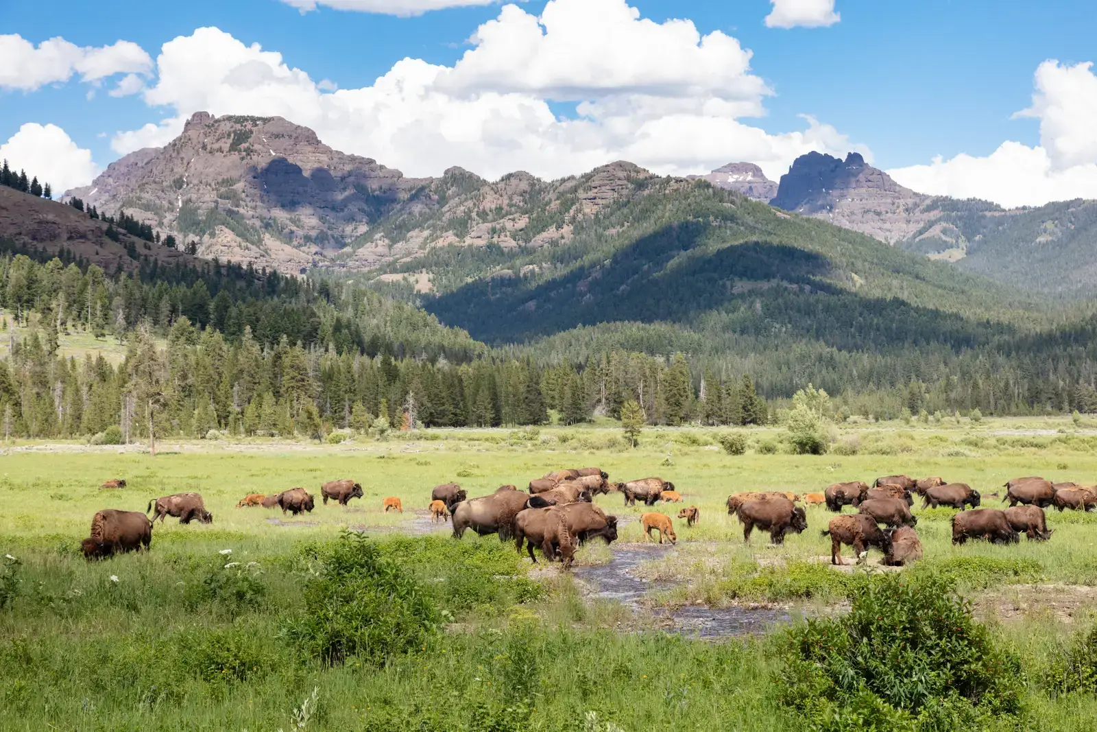8. You Can Actually Visit - and Help Shape - the Next Chapter of This Comeback (Bison grazing in Round Prairie near Pebble Creek Campground, Public domain)