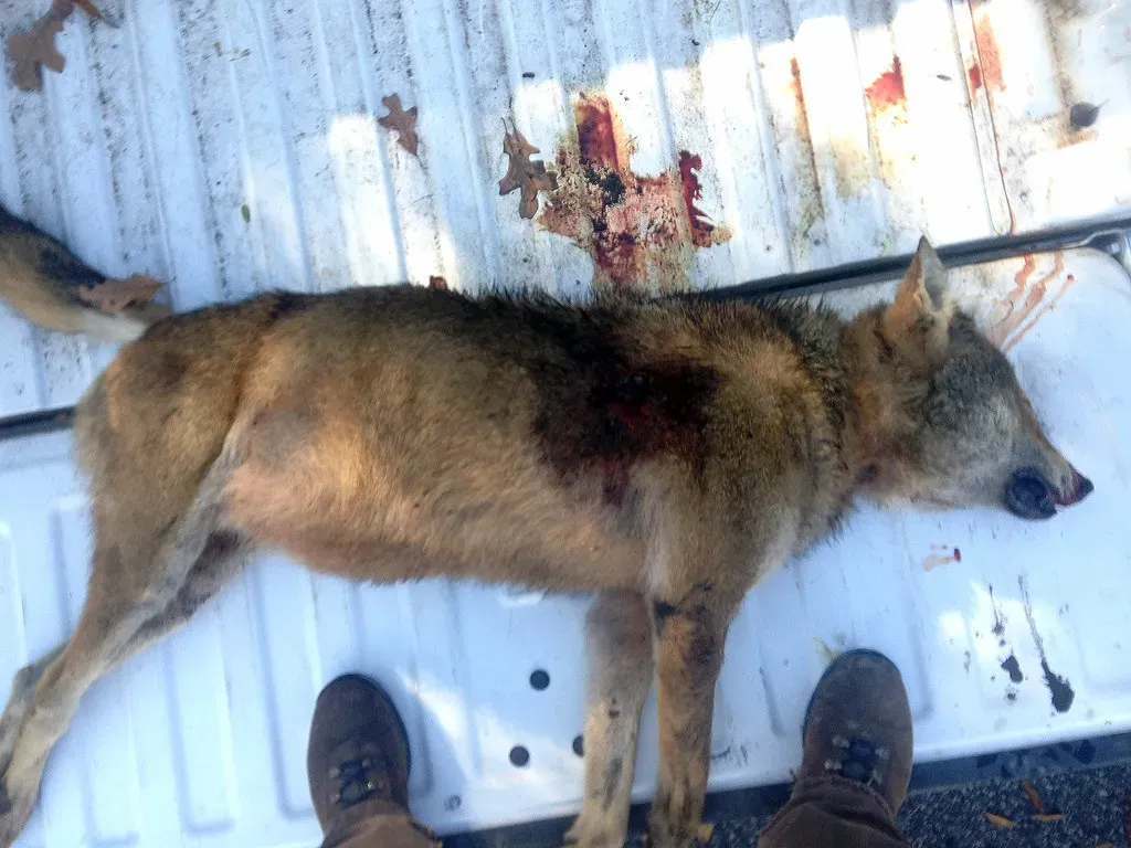 8. They Were Victims Of Systematic Government Extermination Programs (Image Credits: Flickr)