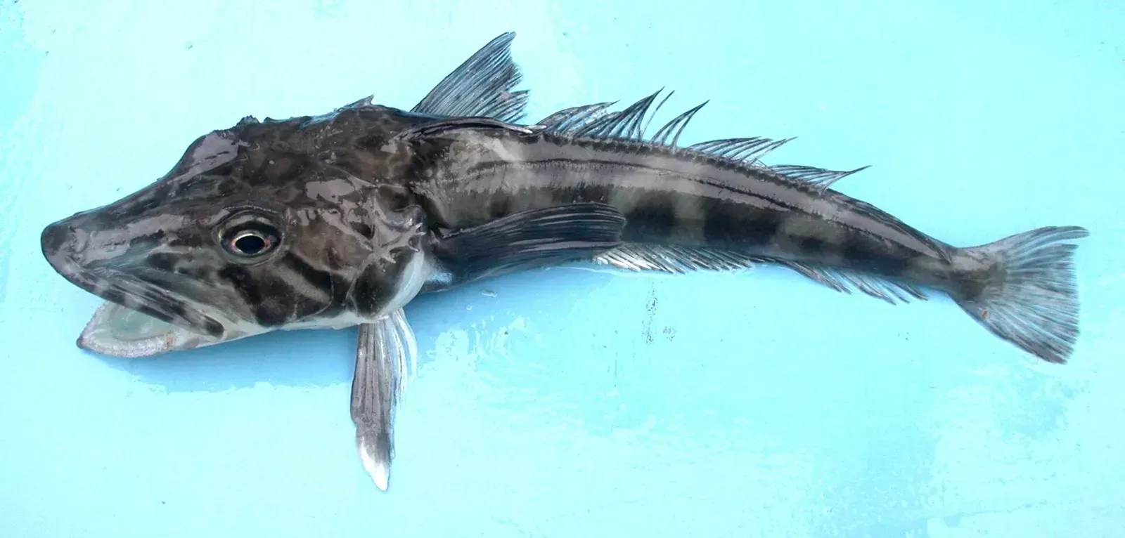 2. Antarctic Icefish: Blood Without Red Blood Cells (Image Credits: Wikimedia)