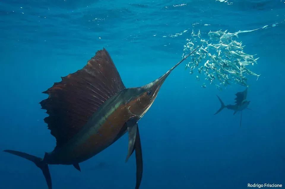 Sagittarius – The Sailfish (Image Credits: Flickr)