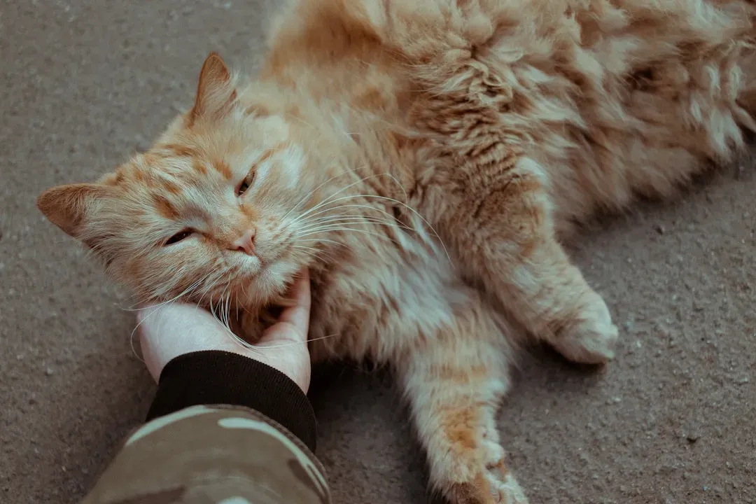 Signs You Are Passing the Test (And Your Cat Knows It) (Image Credits: Unsplash)