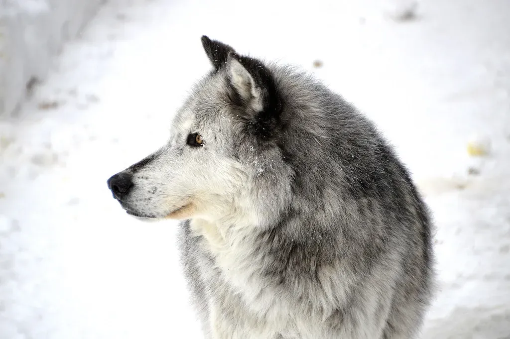 What Yellowstone’s Wolves Teach Us About Wild Systems (Image Credits: Flickr)
