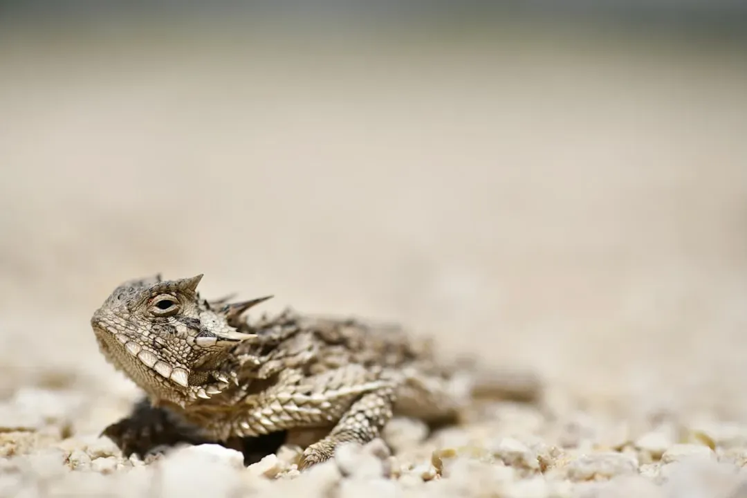 The Horned Lizard: The Creature That Shoots Blood From Its Eyes (Image Credits: Unsplash)