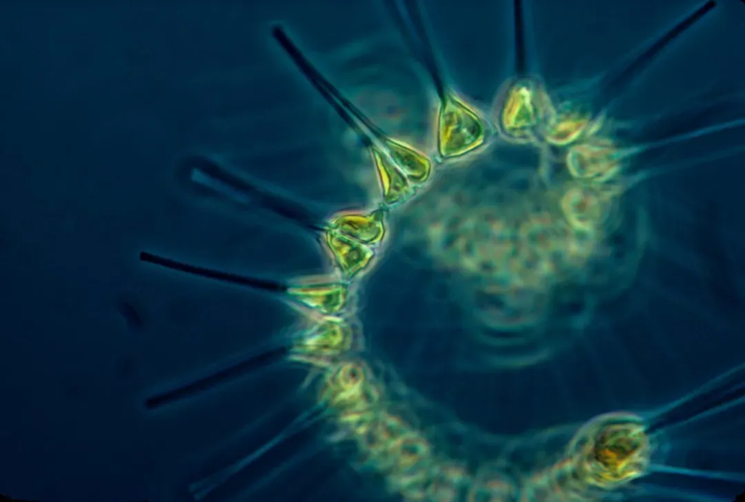 How Microscopic Life Turns Sunlight Into Breathable Air (Image Credits: Unsplash)