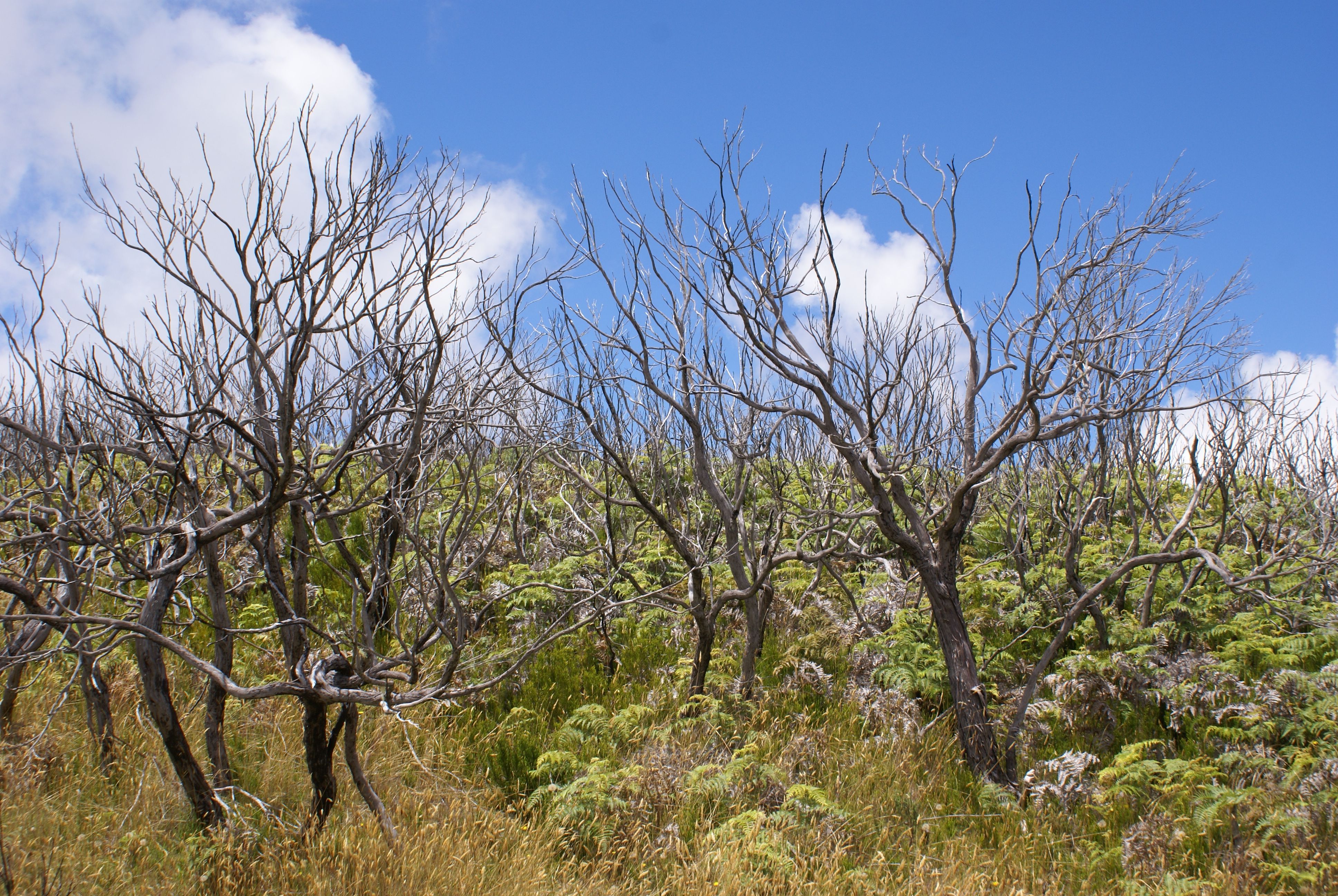 Call to Action (Image Credits: Wikimedia)